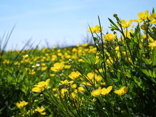 W maju na łąkach  zakwitaja Jaskier ostry,  (Ranunculus acris L.) tworząc często malownoicze  żółte kobierce - obrazy, fototapety, plakaty