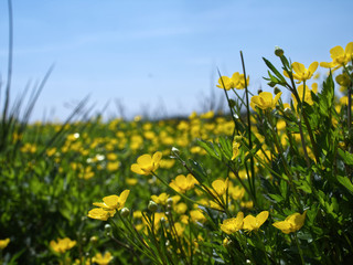 W maju na łąkach  zakwitaja Jaskier ostry,  (Ranunculus acris L.) tworząc często malownoicze  żółte kobierce - obrazy, fototapety, plakaty