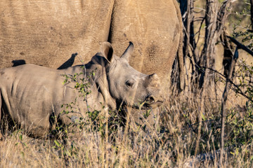 A white rhino calf ( Ceratotherium simum) stands beside its mother in a reserve in South Africa