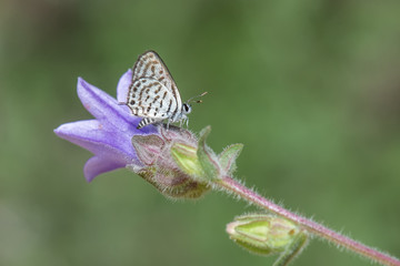 Lycaenidae / Balkan Kaplanı / / Tarucus balkanicus