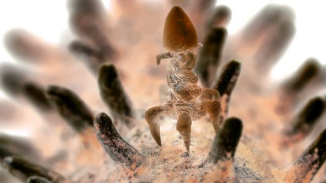 the bacteriophage sits on the bacteria, so they look under the microscope, in some cases they are used in the fight against bacteria instead of antibiotics. They are also used in scientific research.