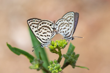 Lycaenidae / Balkan Kaplanı / / Tarucus balkanicus