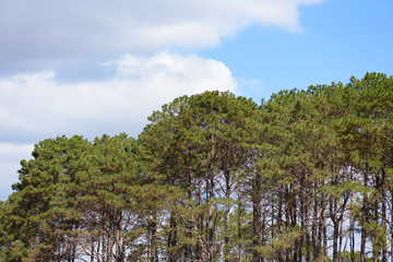 Pine tree with blue sky
