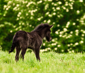 A sdark brown, newborn and lovely foal of an icelandic horse is playing, jumping, grazing and looking alone in the meadow