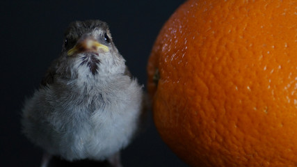 PÁJARO