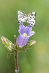 Lycaenidae / Balkan Kaplanı / / Tarucus balkanicus