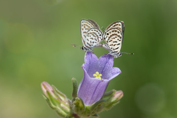 Lycaenidae / Balkan Kaplanı / / Tarucus balkanicus