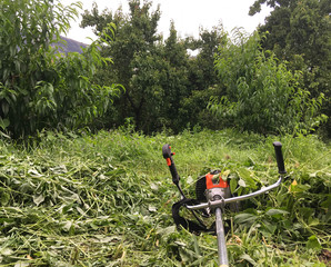 Naklejka premium Red lawn mower cutting grass. Lawn mower cutting green grass in the backyard. Gardening background.