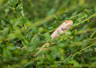 close-up small chameleon conceal on green tree