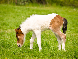 A tiny georgeous skewbald foal of an icelandic horse with interesting fur markers is playing, jumping, grazing and looking alone in the meadow