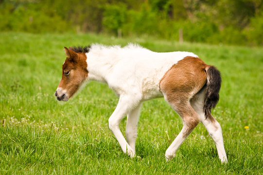 A tiny georgeous skewbald foal of an icelandic horse with interesting fur markers is playing, jumping, grazing and looking alone in the meadow