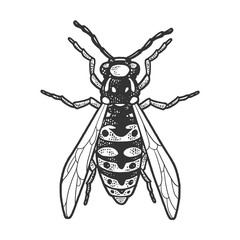 wasp insect sketch engraving vector illustration. T-shirt apparel print design. Scratch board imitation. Black and white hand drawn image.