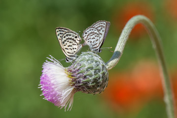 Lycaenidae / Balkan Kaplanı / / Tarucus balkanicus