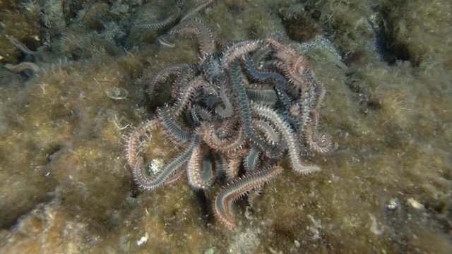 Time-lapse, A lot of fireworms in mating season. Bearded Fireworm (Hermodice carunculata) Underwater shot. Mediterranean Sea, Europe.
