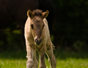 Fototapeta premium A small cute dun colored foal of an icelandic horse is playing, jumping, grazing and looking alone in the meadow