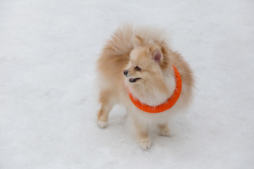 Cute pomeranian spitz puppy is playing with his toy in the winter park. Deutscher spitz or zwergspitz.