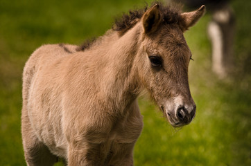 Naklejka na ściany i meble A small cute dun colored foal of an icelandic horse is playing, jumping, grazing and looking alone in the meadow