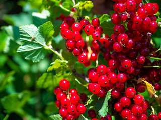 Branch of red currant berries on a bush. Vitamins of the summer.
