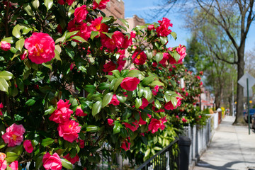 Fototapeta na wymiar Beautiful Pink Flowers during Spring along a Neighborhood Sidewalk in Astoria Queens New York