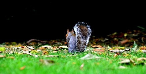 squirrel in the grass