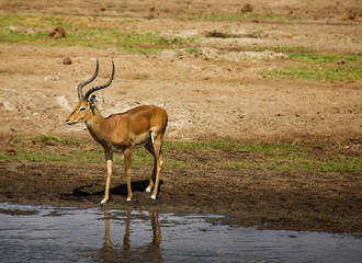 Antylopa Impala w parku Tarangire