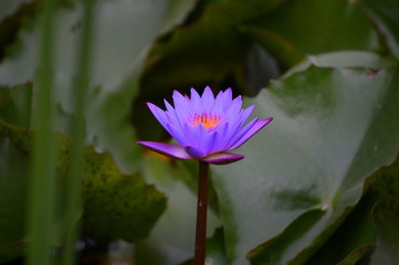 beautiful purple lotus flower