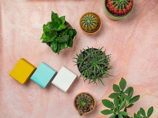 Fototapeta na wymiar Top view of various cactus, succulent and home plants on pink sandy table.