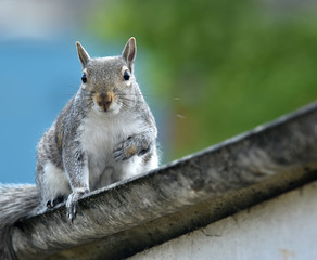 squirrel sitting in a summer garden
