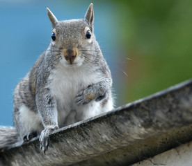 squirrel sitting in a summer garden
