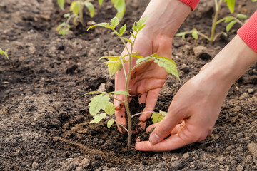 Gardening, woman planted tomato seedlings in the ground with the hands.