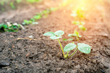 A young strawberry plant grows on a bed in a garden.