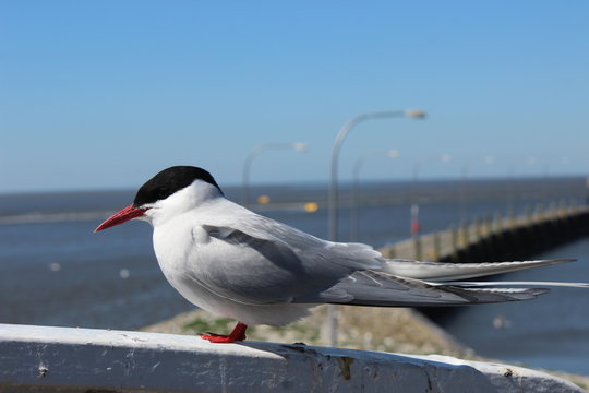 Seeschwalbe, K&uuml;stenseeschwalbe, Vogel, fliegen, Nordsee, Zugvogel