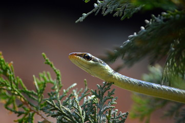 A bronze back tree snake rising through the bushes