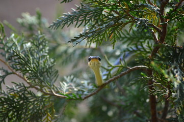 A bronze back tree snake looking straight toward the camera