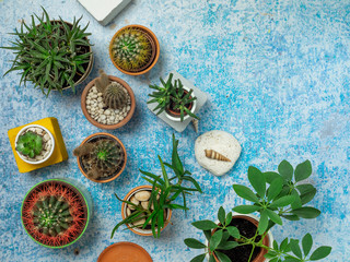 Top view of various cactus, succulent and home plants on old blue table