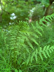 fern plants in the wood forest green growing blooming