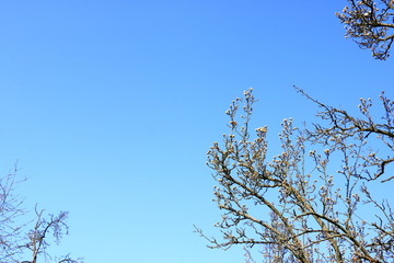 Pear tree branches with flowers against a beautiful blue sky with clouds in the background.