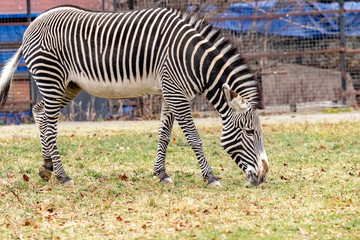 Grevy's Zebra is grazing on the grass in the zoo's enclosure