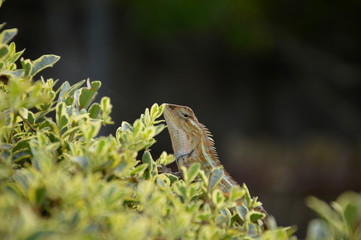 Garden lizard walking through the bushes