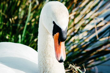 Obraz premium Portrait of a white Swan