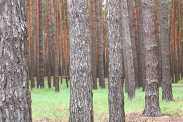Beautiful brown pine trees with  beautiful pine brown bark in pine forest among other pines