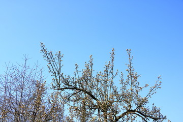 Pear tree branches with flowers against a beautiful blue sky with clouds in the background.