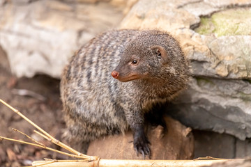 Banded mongoose on a rock in the zoo. close up. Mungos Mungo