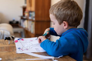 A 3 year old boy cutting out the picture of a cow while being homeschooled, during the Corona Virus pandemic.