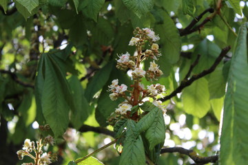 Nature in a spring time