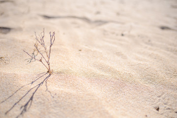 background from a desert landscape, sand, desert, branch