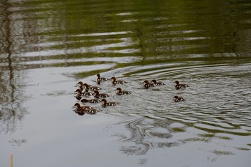 Female Goosander (Mergus merganser) with many chicks in water, spring 