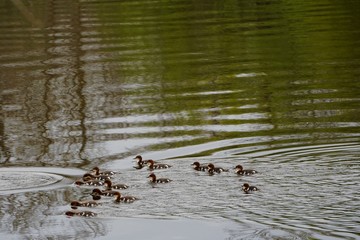 Female Goosander (Mergus merganser) with many chicks in water, spring 
