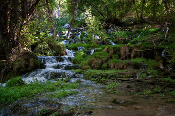 Riparian zone in Rifle Falls