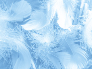 Beautiful abstract colorful white and blue feathers on white background and soft white feather texture on blue pattern and blue background, feather background, blue banners